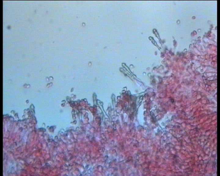 Cystoderma terreyi  var. nogalesii    Ban.Beltr. & Hein.